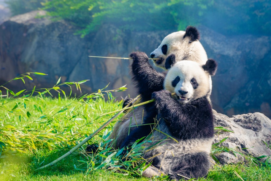 Quels sont les animaux présents dans le zoo de Beauval en France?