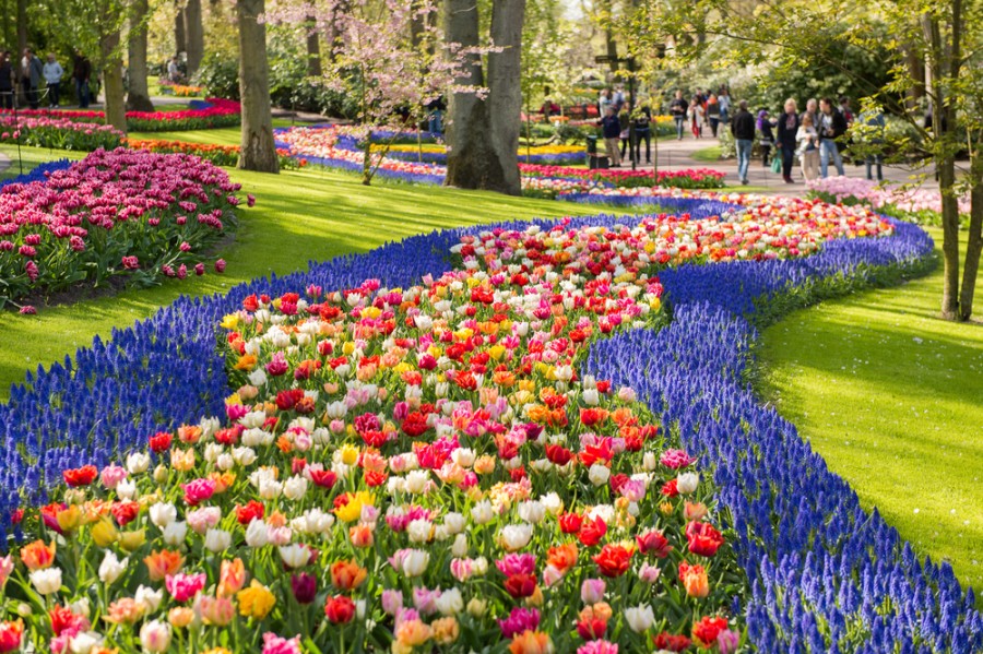 Quels sont les lieux incontournables pour voir les tulipes à Amsterdam ?