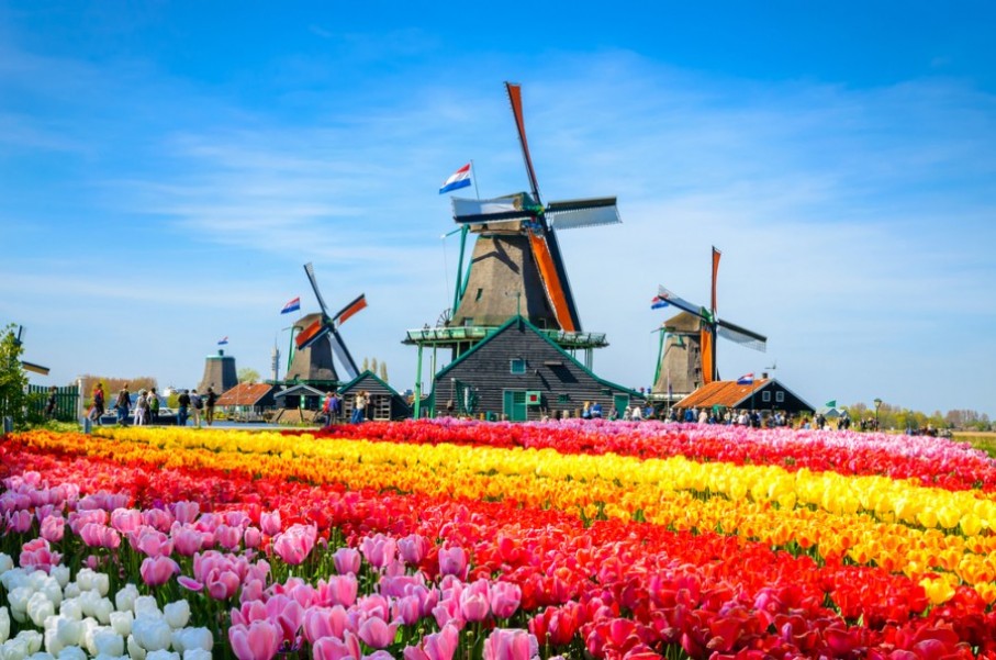 Découvrir les tulipes d'Amsterdam : où, quand et comment ?